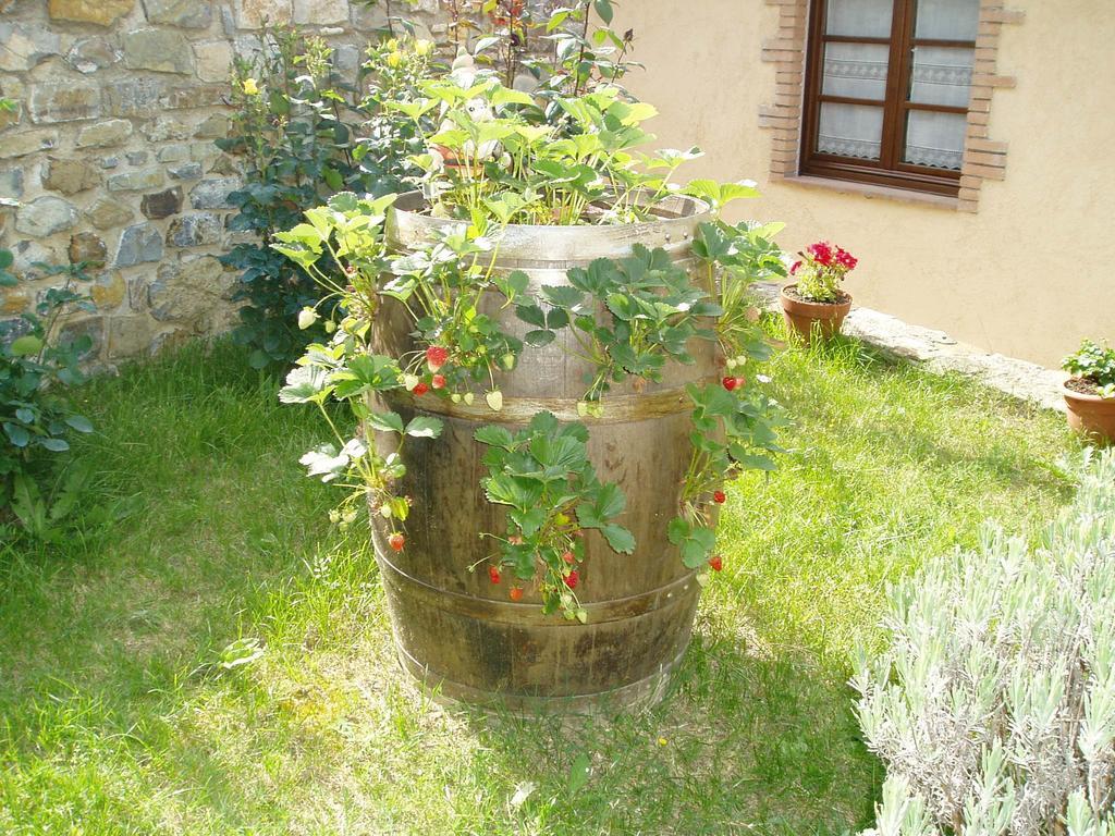 Agriturismo Podere Micitto Usi Екстер'єр фото